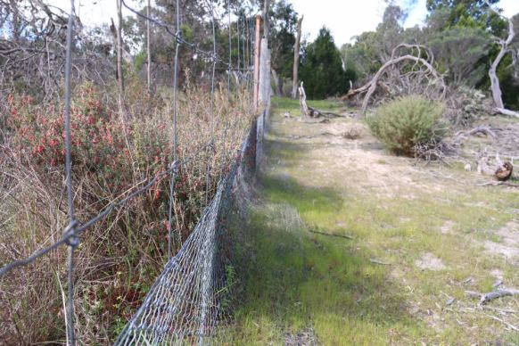 Kangaroo exclosure at Sandy Creek Conservation Park