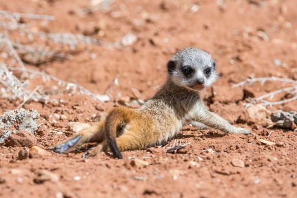 Meerkat pup sunbaking at Monarto Zoo