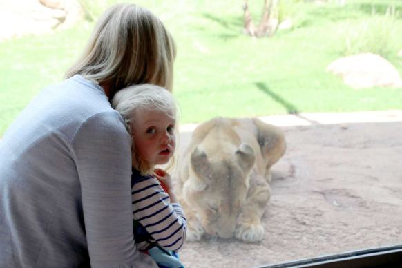 Perth zoo lioness 