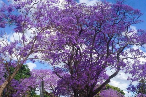 The bright purple flowers become part of the scenery in Brisbane every October.
