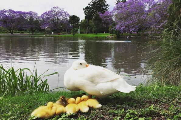 Ducklings sit among the jacarandas at the University of Queensland.