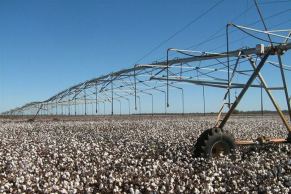 Cotton under irrigation