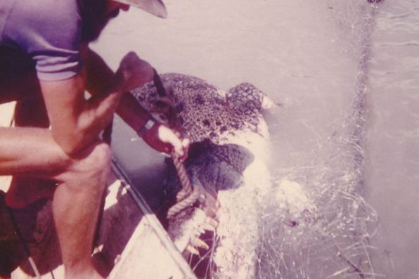 Col Meyers untangles a saltwater crocodile from a fishing net in the Gulf of Carpentaria.