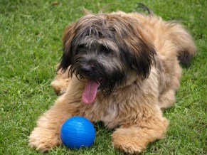 Maltese Dog Sticking Out Tongue By Ball While Relaxing On Grassy Field