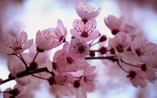 cherry blossom