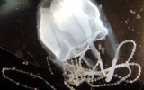 An Irukandji jellyfish