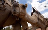 Feral camels