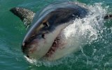 shark attack yeppoon