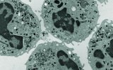Scientists believe they've made progress towards treating leukaemia.