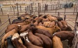 Cattle ready for export