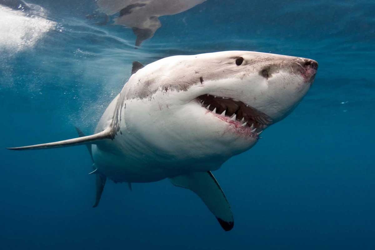 Great White Shark