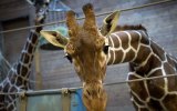 Marius giraffe