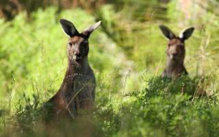 Kangaroos