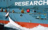 Japanese whaling