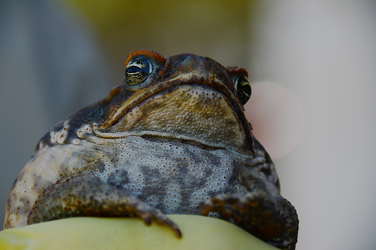 Pauline Hanson cane toad