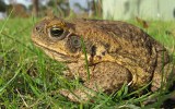 Cane toad