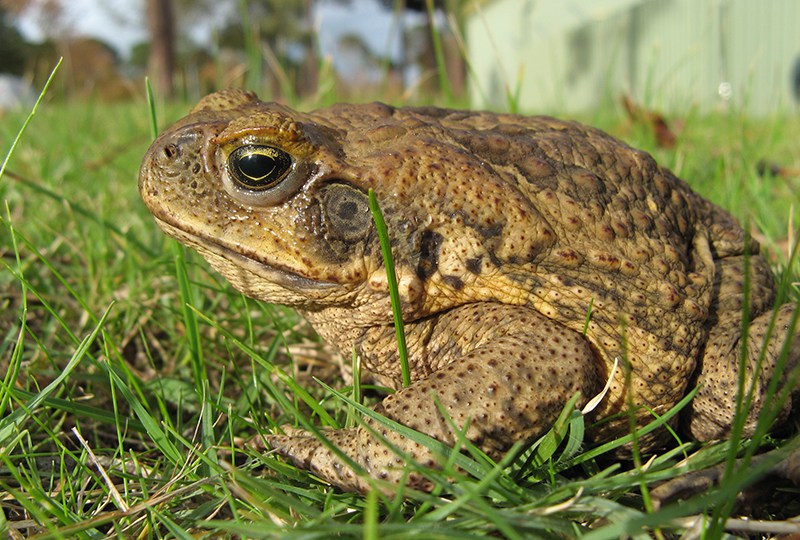 Cane toad