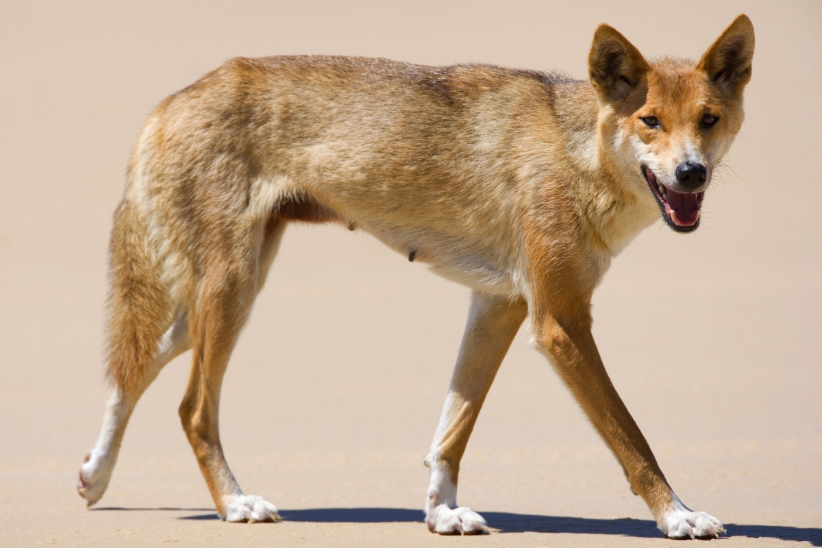 dingo