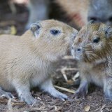 Newborn South American capybaras at Adelaide Zoo.