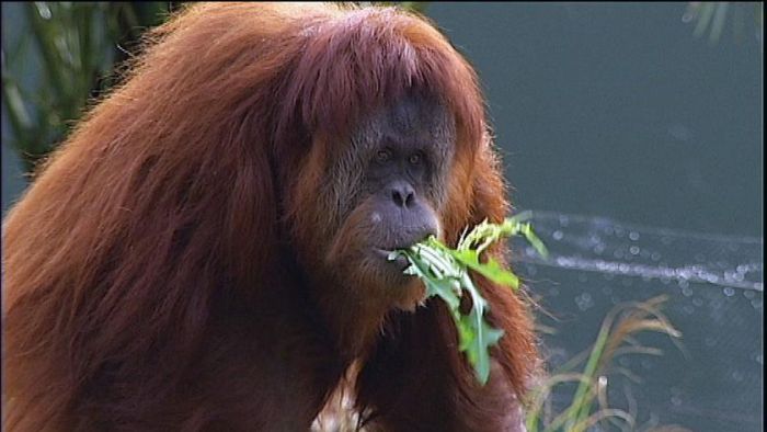 Pregnant orangutan despite being on contraceptives