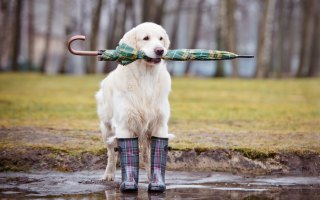 rainy day dog