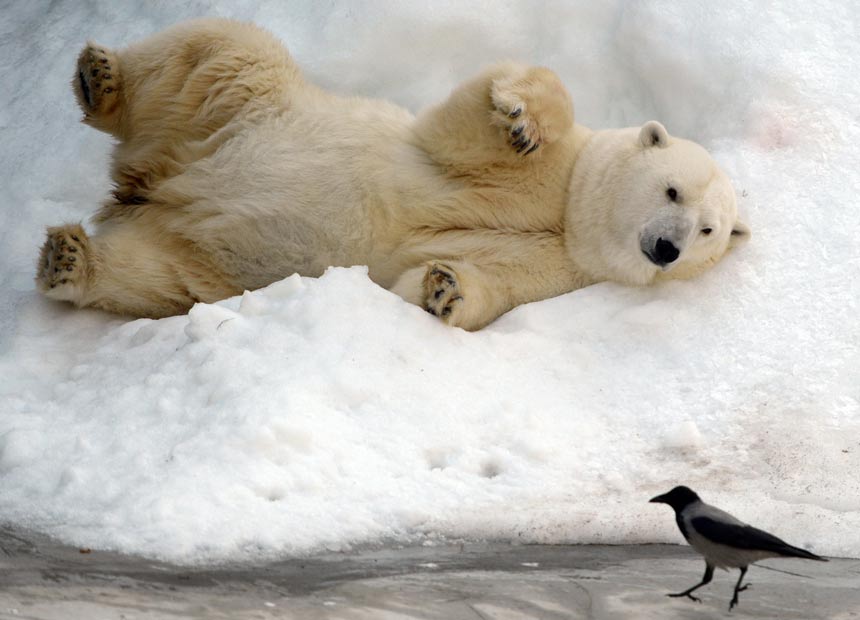 polar bear. Getty