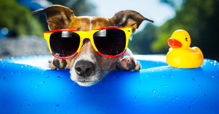 Summer puppy