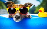 Summer puppy
