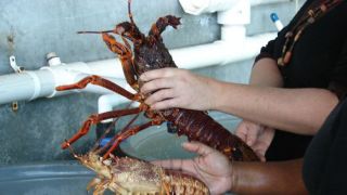 SA rock lobster trade