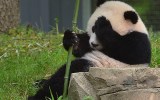 Bao Bao eating bamboo
