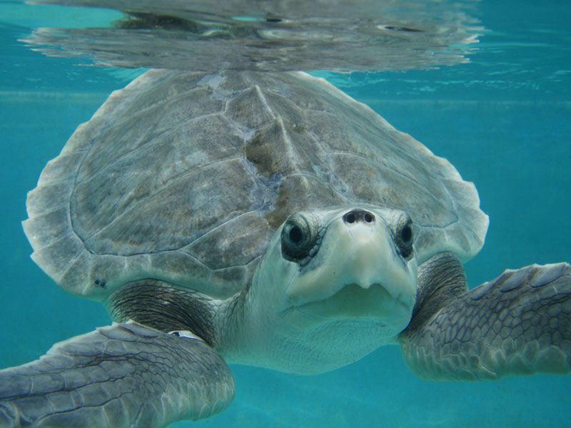 AAP sea turtle