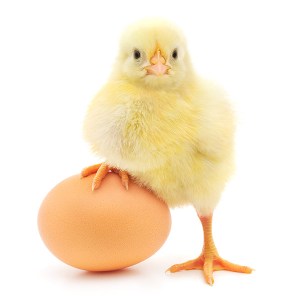 Ethical-Eggs