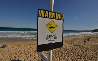 Shark-Attack-NSW