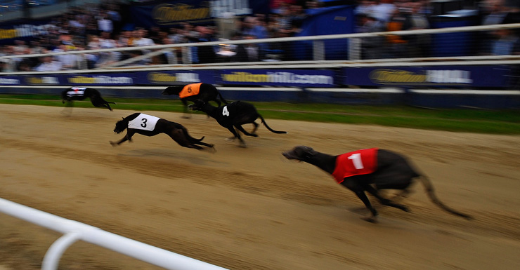 greyhound racing Getty
