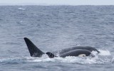 orca whale great white shark