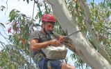 ANU researcher Dejan Stojanovic studied the parrots' breeding and feeding patterns throughout Tasmania.