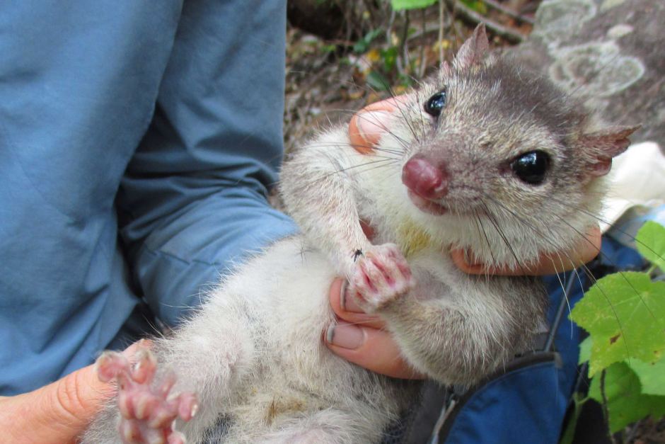 David Leyonhjelm says endangered quolls should be domesticated to save them from extinciton.
