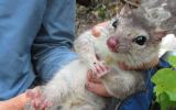 David Leyonhjelm says endangered quolls should be domesticated to save them from extinciton.