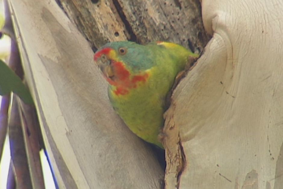 The swift parrot population is in rapid decline.
