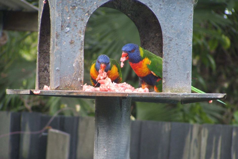 rainbow lorikeets eating meat