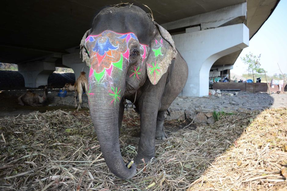 Conversationalists say many of Delhi's working elephants live in chains, like this animal who is kept under a road.