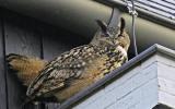 a european eagle owl dubbed 'terror owl' by dutch residents has been caught after 50 attacks on humans