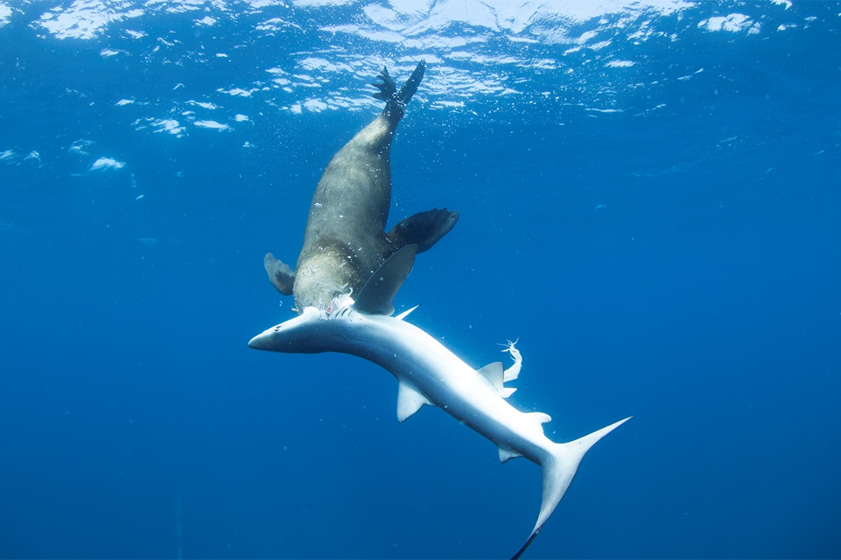 seal eating shark