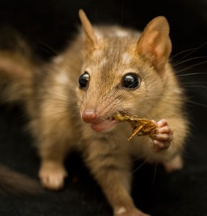 Quoll