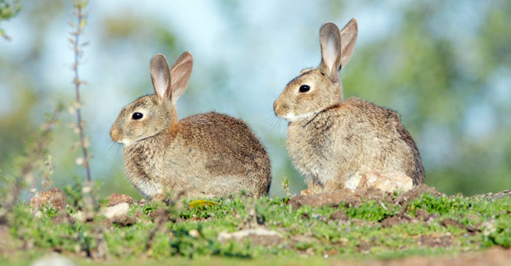 Rabbits cost Australia $200 million a year in lost agricultural production.