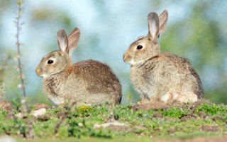 Rabbits cost Australia $200 million a year in lost agricultural production.