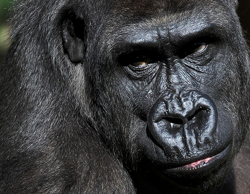 gorilla shot dead