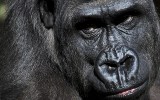 gorilla shot dead