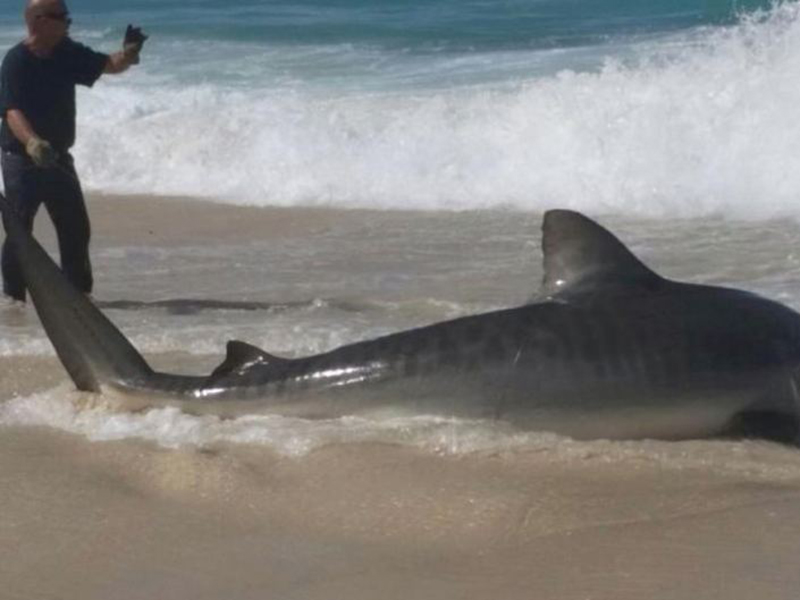 An image of the angler and the shark. No charges were laid.