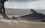 An image of the angler and the shark. No charges were laid.